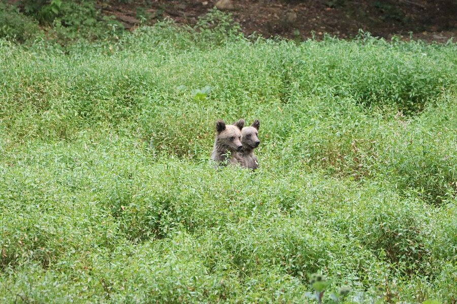 Two brown bears in a forest clearing in Romania