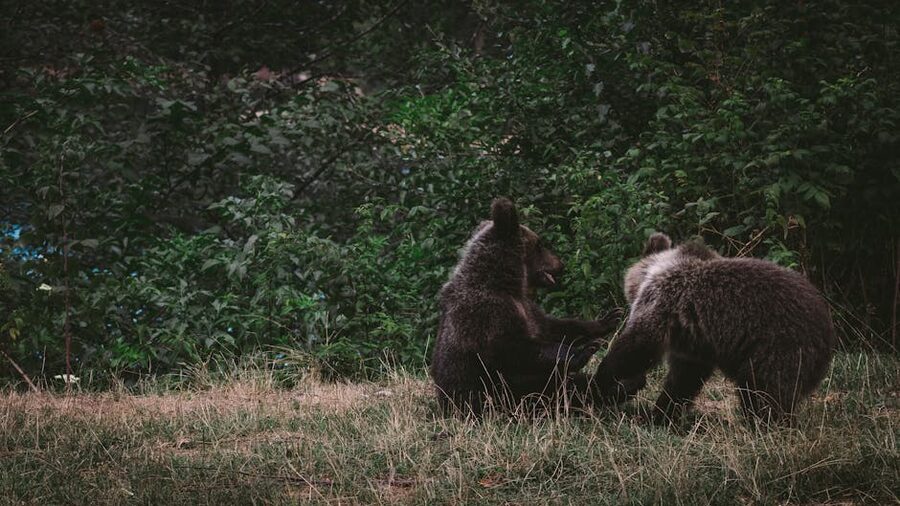 Two brown bear cubs playing in forest