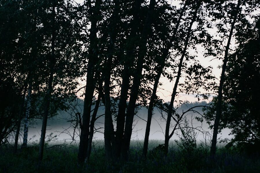 Misty Romanian forest at evening light