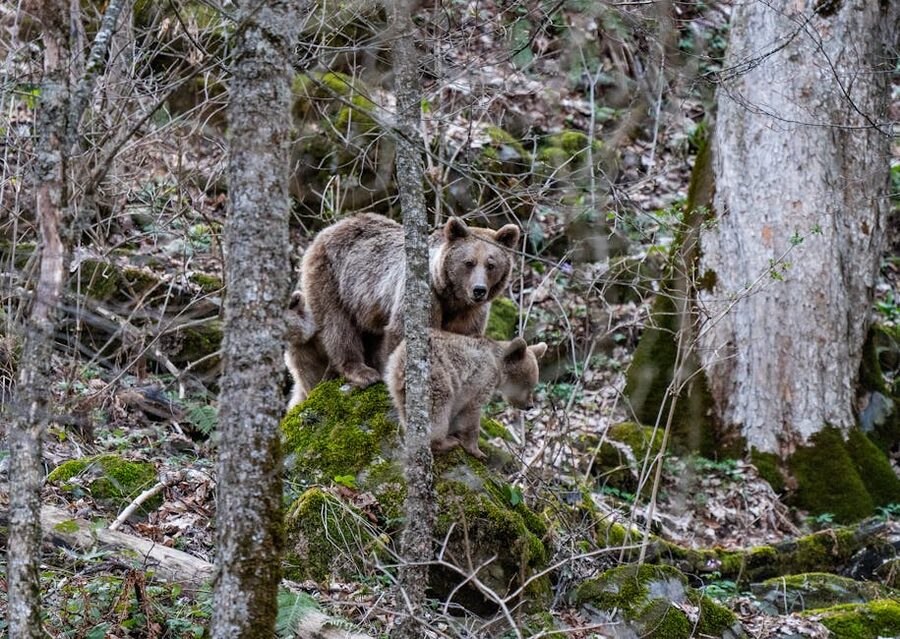 Mother brown bear with cub in forest near Brasov