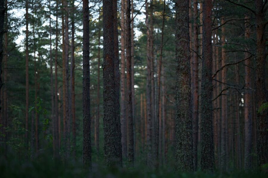 Pine forest at dusk in the Carpathians around Brasov