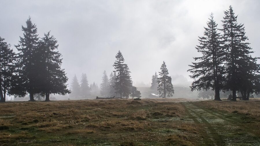 Romanian Carpathian forest in summer light