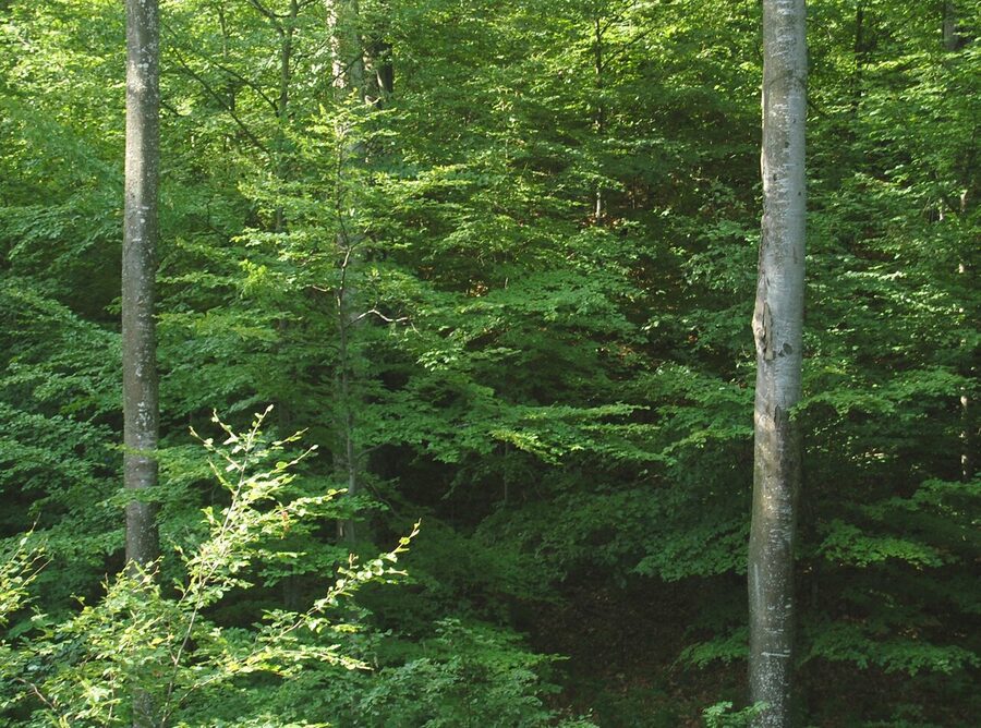 Carpathian forest near Brasov in Romania