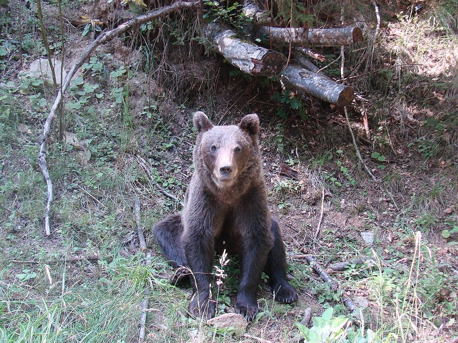 Wild brown bear near Transfagarasan road in Fagaras mountains