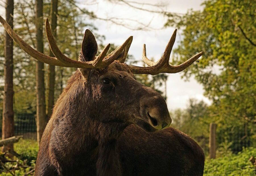 Bull moose with antlers in Sweden during late summer