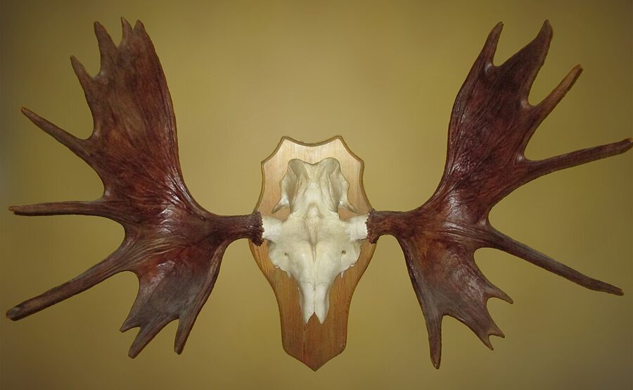 Bull moose with large palmate antlers in Sweden