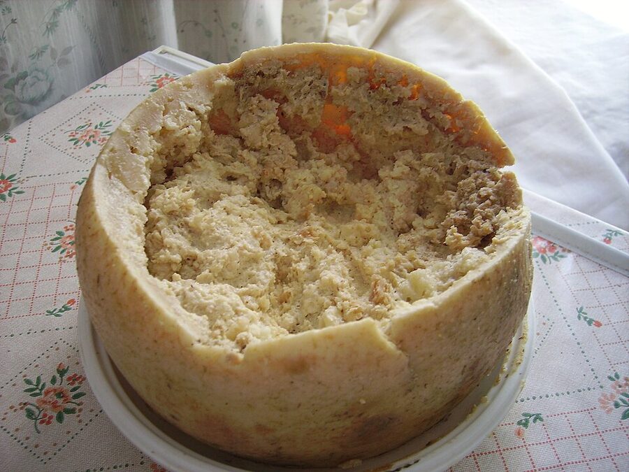 Casu Marzu Sardinian cheese with live maggots