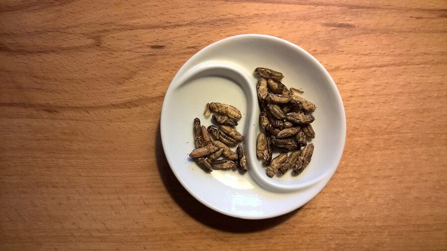 Edible crickets grilled and presented as protein food