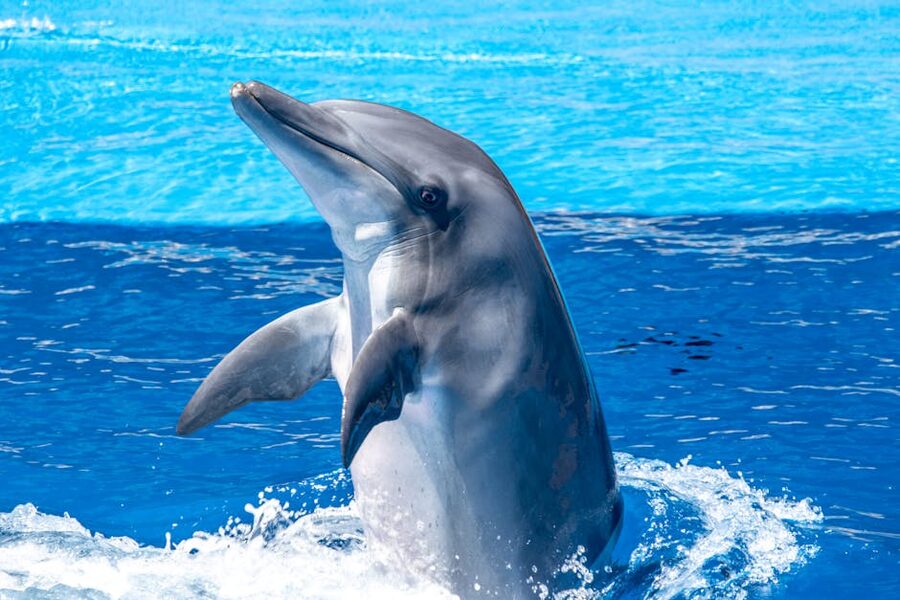 Bottlenose dolphin emerging playfully from the sea
