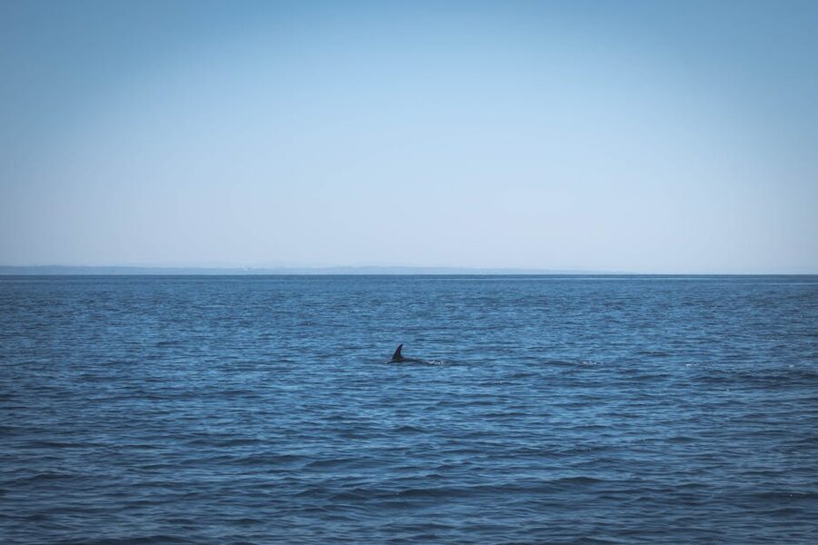 Single dolphin fin breaking the calm sea surface near Mallorca