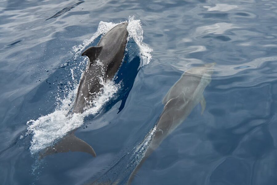 Pair of dolphins in calm Mediterranean sea