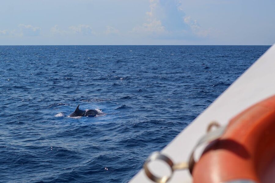 Dolphin surfacing off the Peguera coast in Mallorca