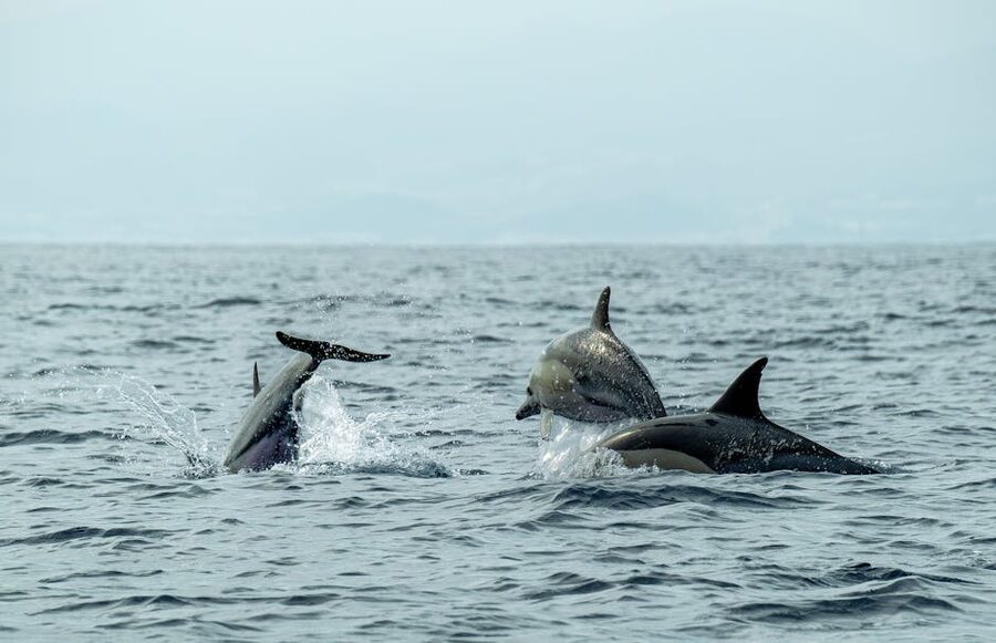 Pod of dolphins leaping in open ocean
