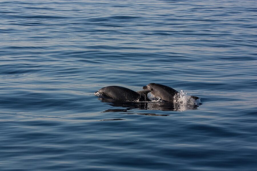Pod of dolphins swimming in the Mediterranean off Mallorca