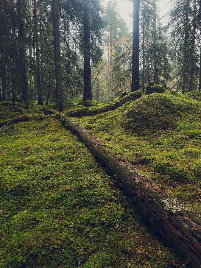 Fallen Baltic pine overgrown with moss in Tiveden