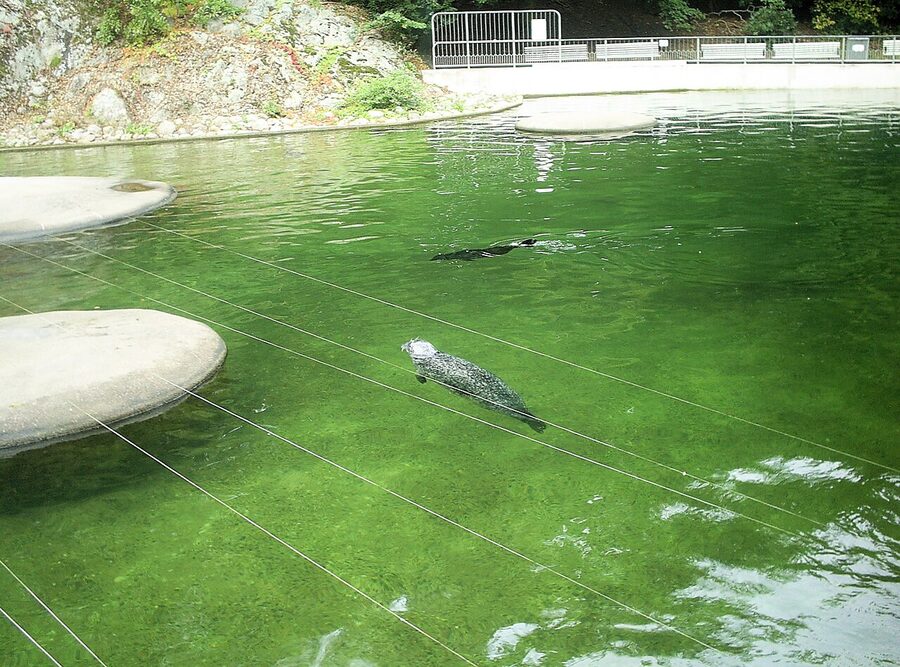 Slottsskogen seal pond Gothenburg