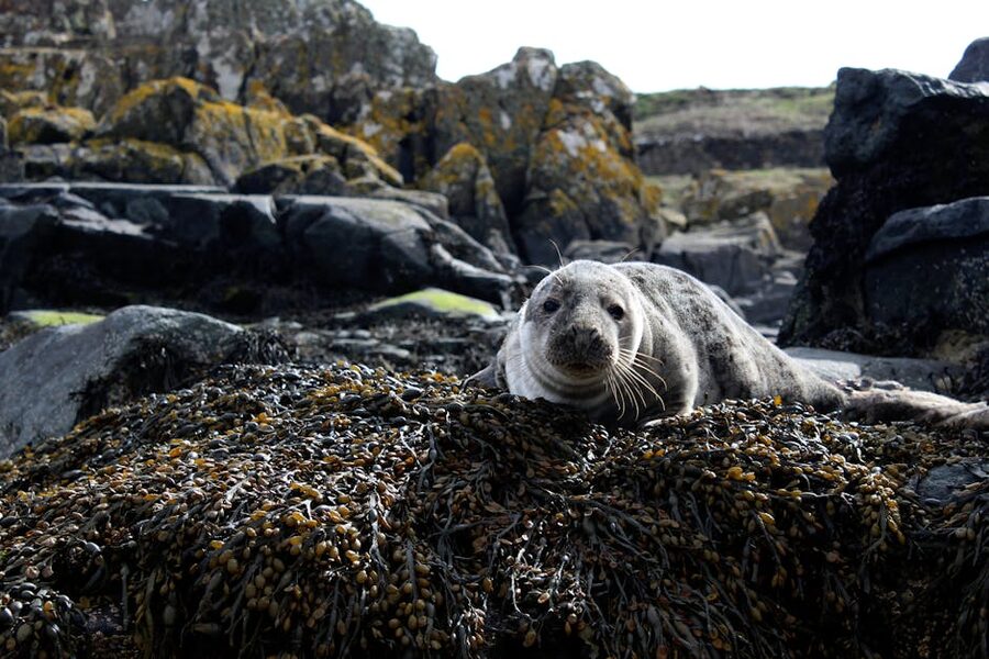 A harbour seal resting on a rocky shore on the Fife coast