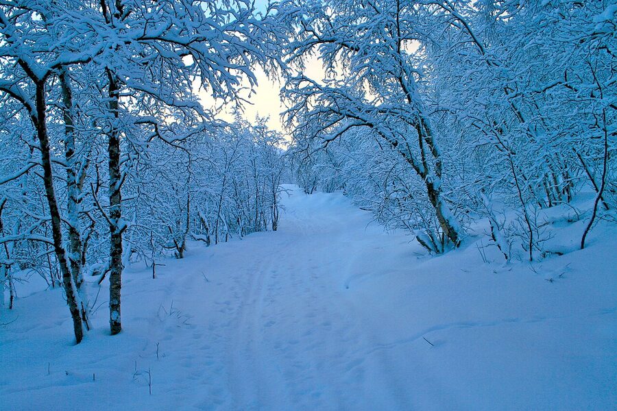 Snow-packed footpath through Abisko in winter