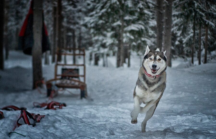 Smiling sled dog husky portrait at Kiruna kennel