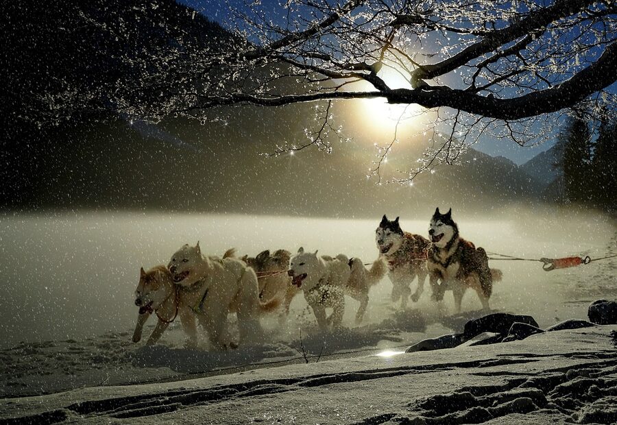 Husky team running with snow spraying up from sled