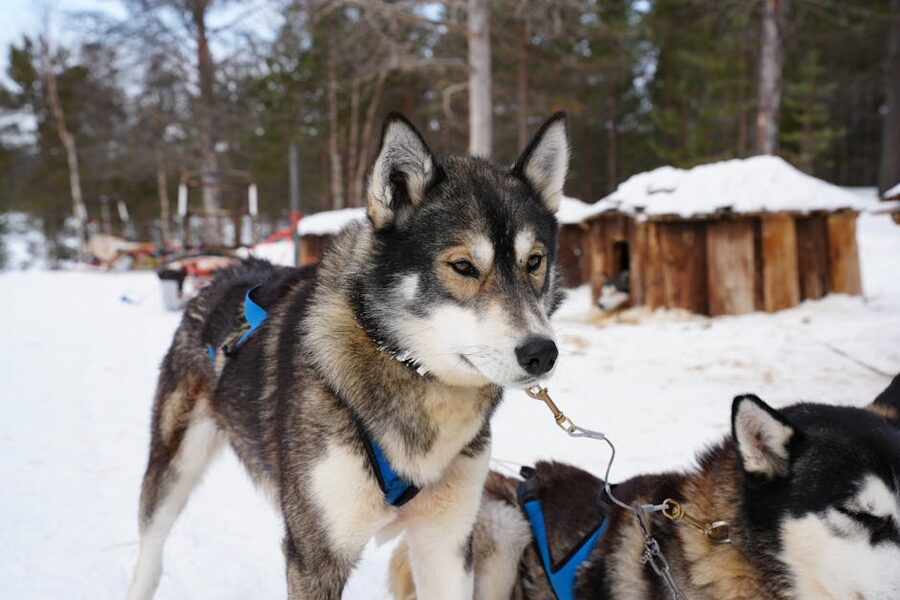 Sled dogs harnessed and ready to run in Jukkasjarvi
