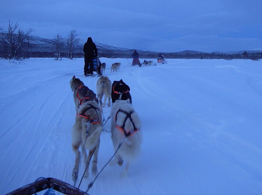 Dog sled team running through snow on a forest trail near Kiruna