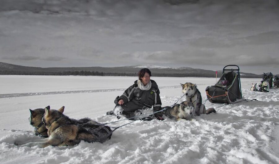 A handler kneeling with two sled huskies in snow in Norrbotten near Kiruna