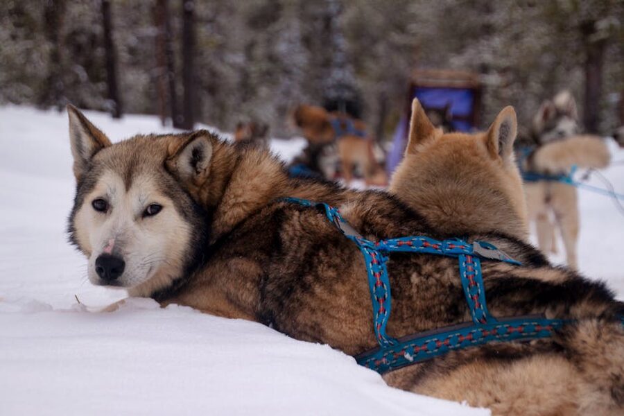 Husky resting in snow in Norrbotten near Kiruna