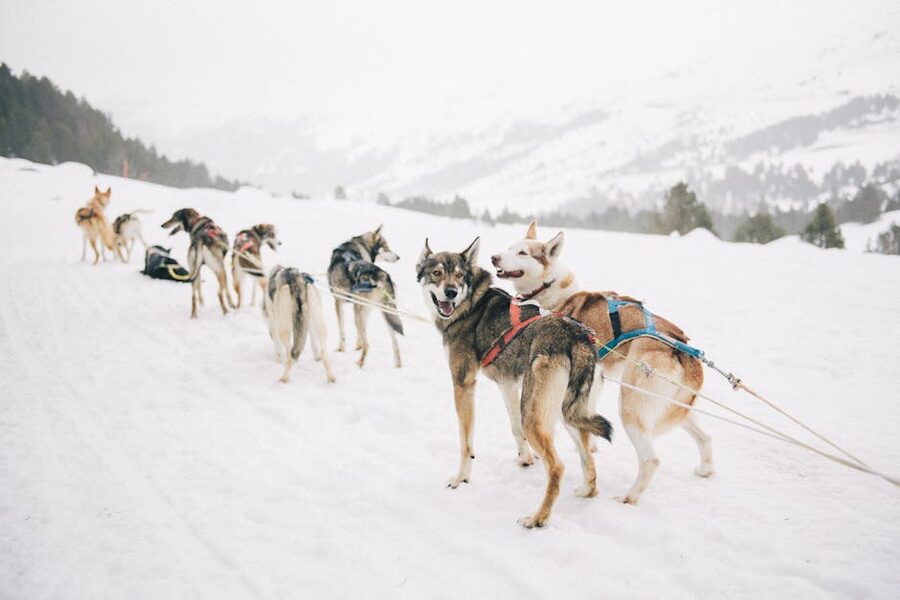 Husky team pulling a sled across snow with mountains in background