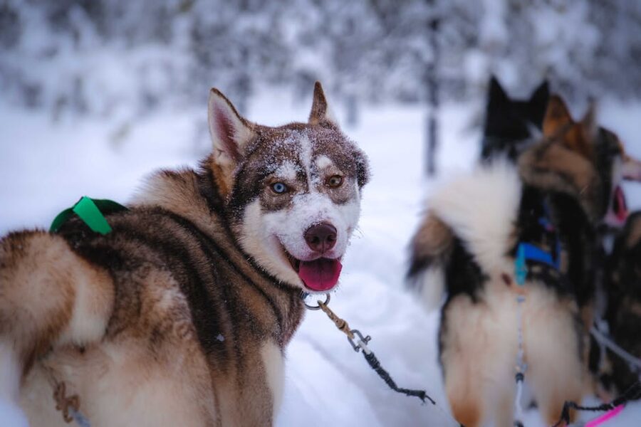 Husky team walking through hoarfrost-covered winter forest