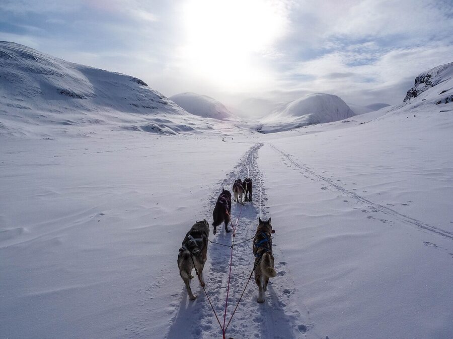 Sled dogs running on snow on Kungsleden trail Swedish Lapland