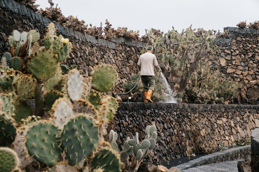 Cactus terraces Lanzarote