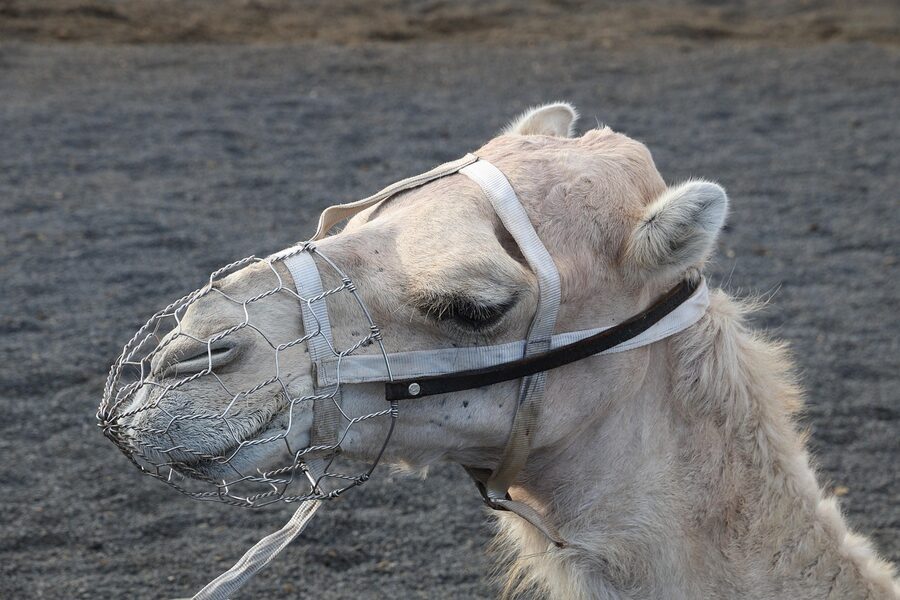 Camel ride at Timanfaya National Park entrance Lanzarote