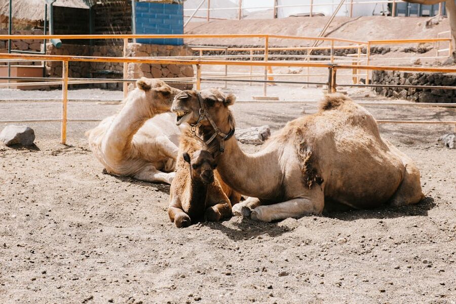 Camels resting at Timanfaya Lanzarote