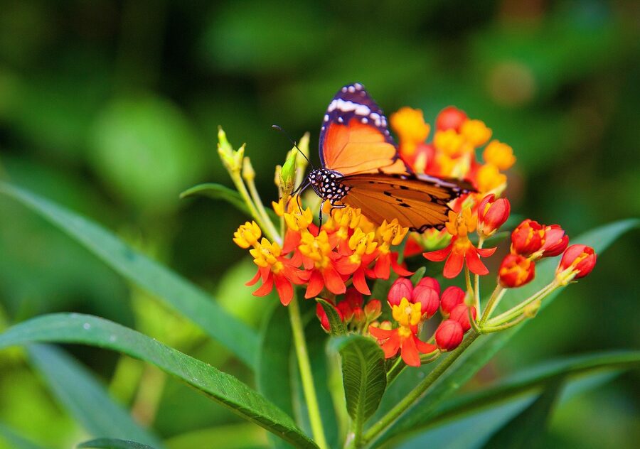 Tropical butterfly at Butterfly Paradise London Zoo