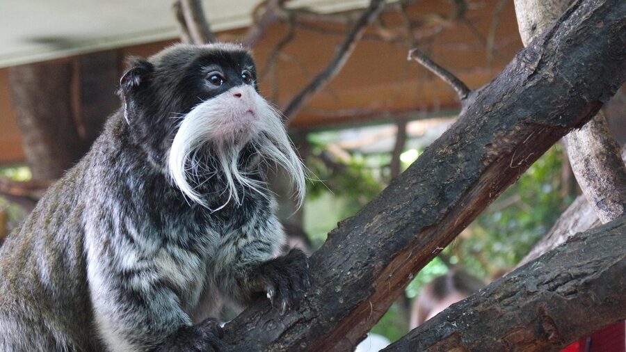 Emperor tamarin at London Zoo