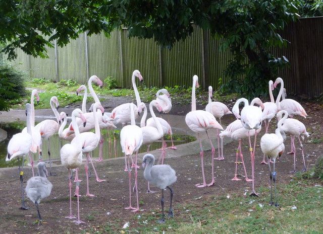 Flamingos at ZSL London Zoo