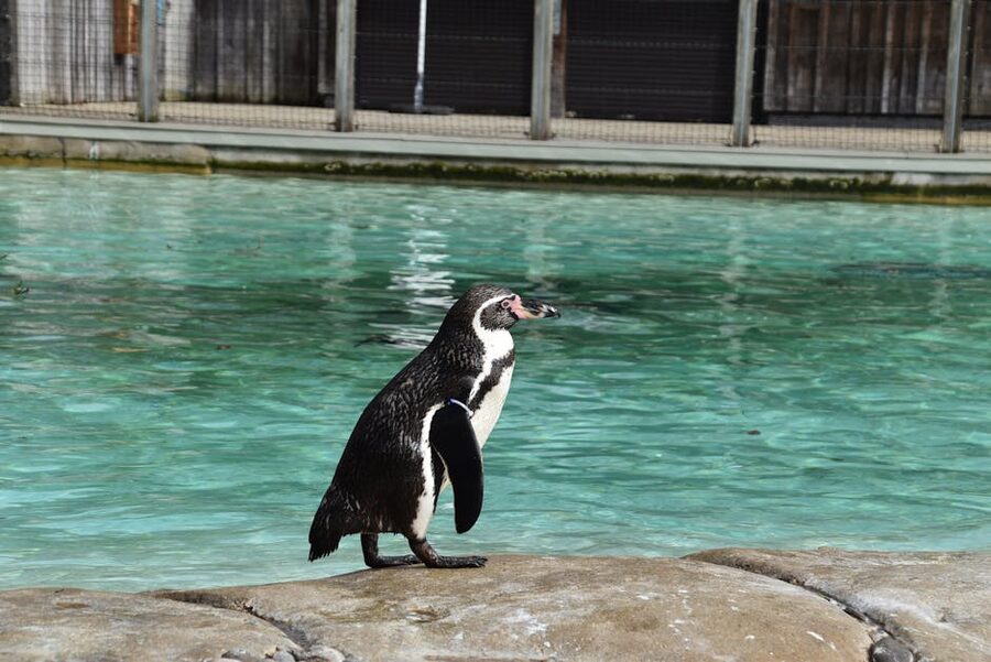 Humboldt penguin at Penguin Beach London Zoo