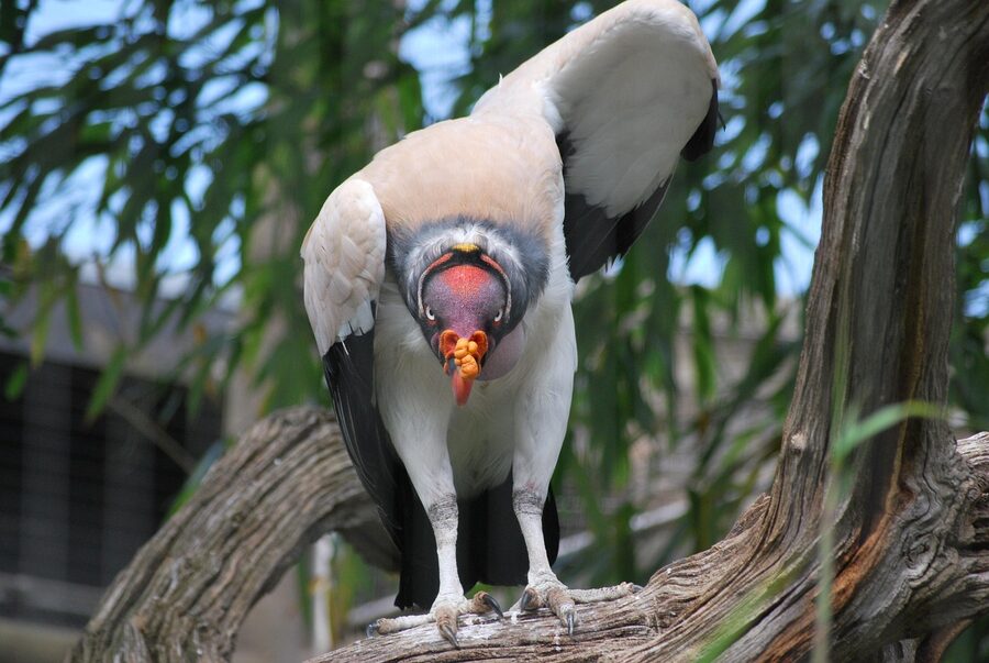 King vulture at Blackburn Pavilion London Zoo