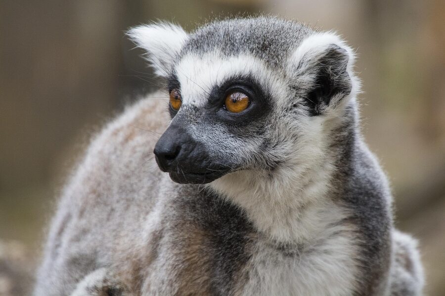 Ring-tailed lemur with tail raised London Zoo