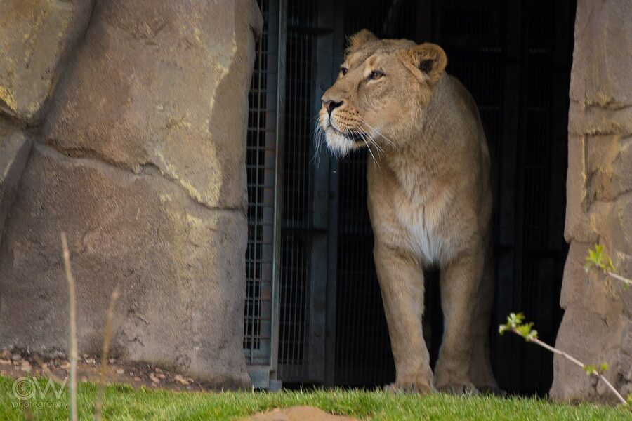 Asiatic lioness at Land of the Lions London Zoo