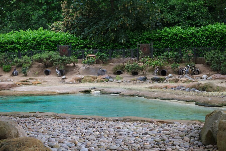 Penguin Beach at London Zoo