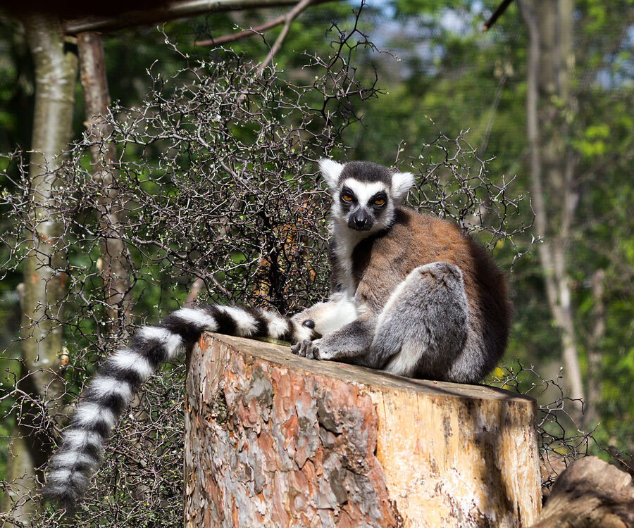 Ring-tailed lemur in In With The Lemurs walk-through