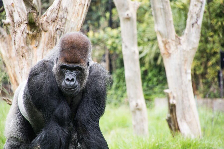 Silverback gorilla in Gorilla Kingdom at London Zoo