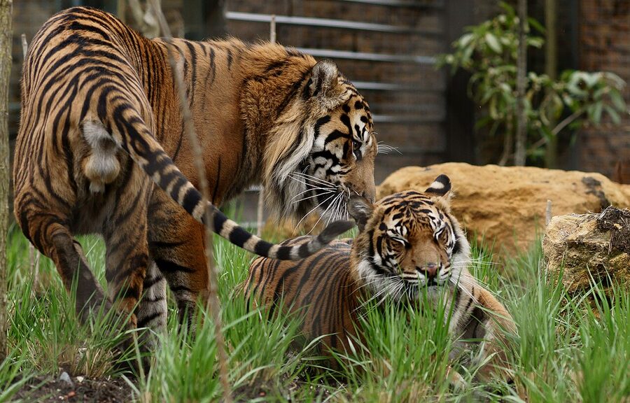 Tiger Territory enclosure at London Zoo