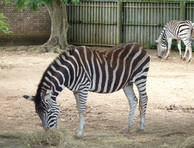 Zebra at ZSL London Zoo