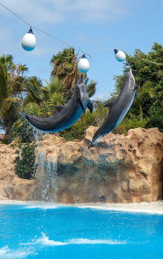 Bottlenose dolphin in pool at Loro Parque