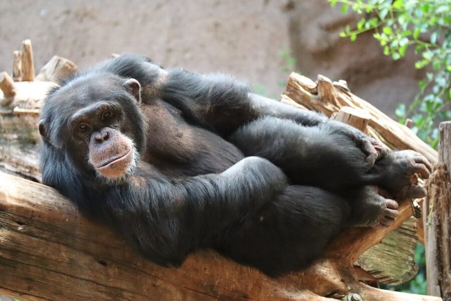 Chimpanzee resting on a log at Loro Parque Puerto de la Cruz