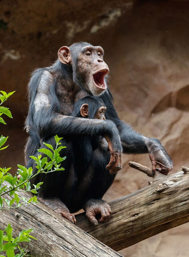 Chimpanzee at Loro Parque Tenerife