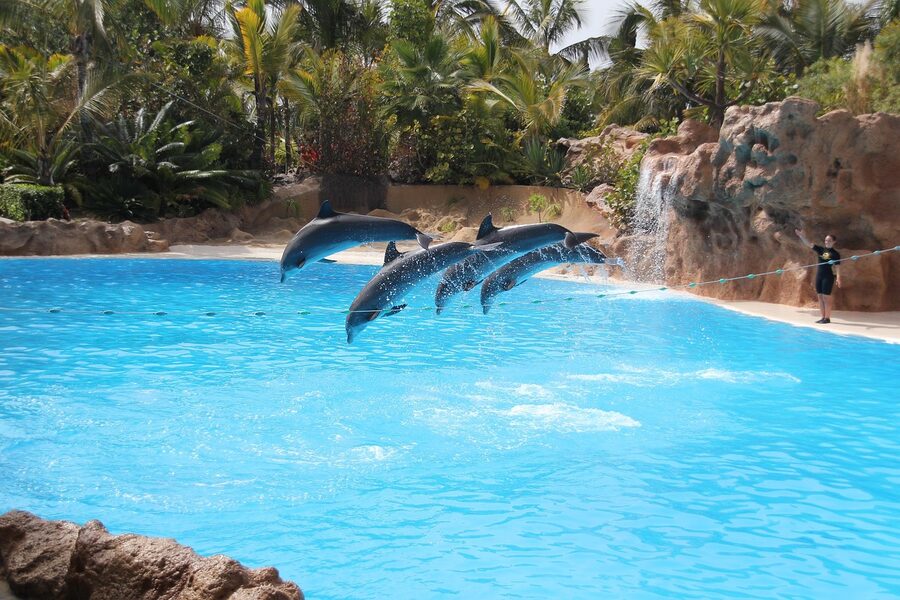 Bottlenose dolphin presentation at Loro Parque Tenerife